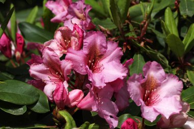 Seçici odak Pembe çiçek yeşil yaprakları ile 