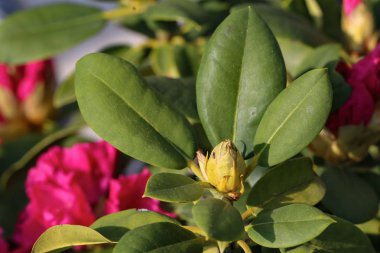 arka plan bulanık çiçek