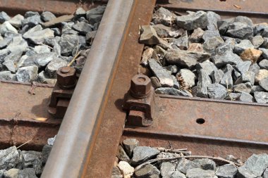 Su üzerinde güzel beyaz kuğu