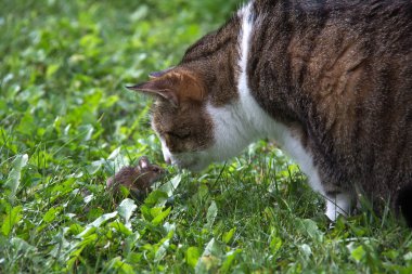 Çayır ile yeşil çim üzerinde kedi ve fare 