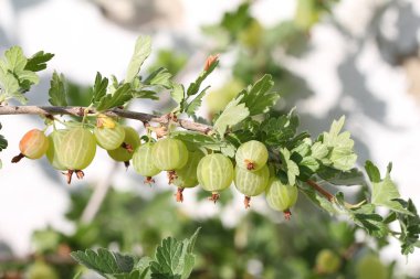 Yeşil bektaşi üzümü bir çalı olgunlaşır