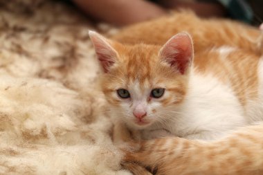 Koltukta uykulu şirin zencefil yavru kedi 