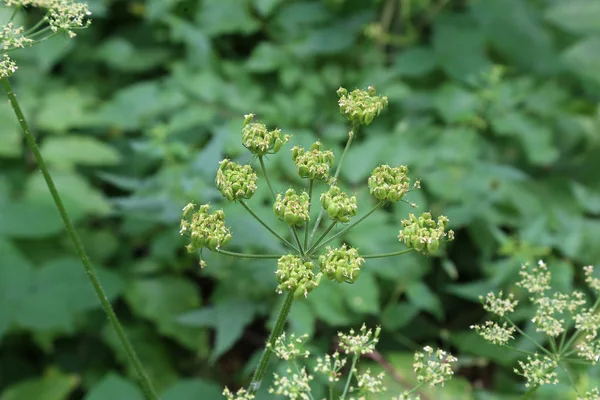 Primer Plano Imagen Las Flores Aire Libre — Foto de Stock