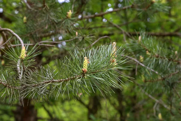 Green pine branch in the coniferous forest — Stock Photo, Image