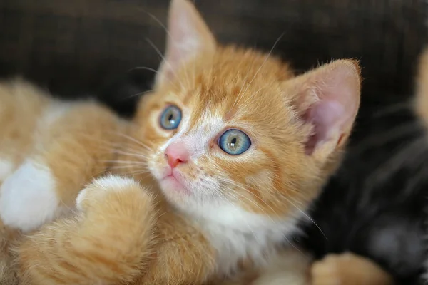 Concentration Sélective Chaton Gingembre Mignon Sur Canapé — Photo