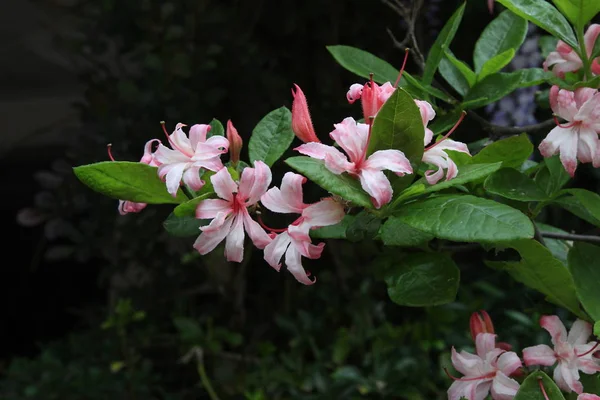 Belles Fleurs Sur Fond Flou — Photo