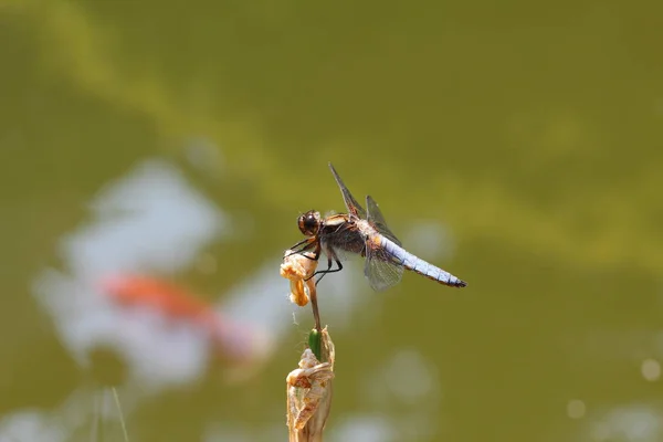 Libellule Libellule Assis Sur Brin Herbe — Photo