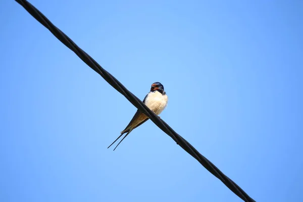 Bird Swallow Sienta Alambre — Foto de Stock