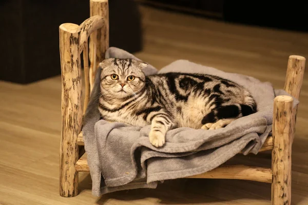 Tabby Británico Taquigrafía Gato Cama —  Fotos de Stock