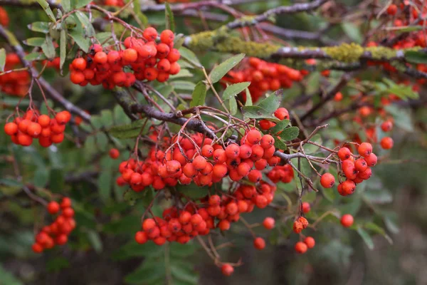 Rowan Berries Leaves Tree Branches — Stock Photo, Image