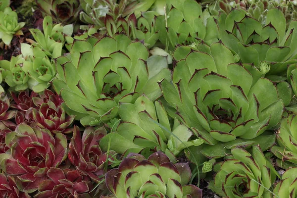 Sempervivum Charadzeae Houseleeks Nebo Žít Věčně Jarní Zahradě — Stock fotografie