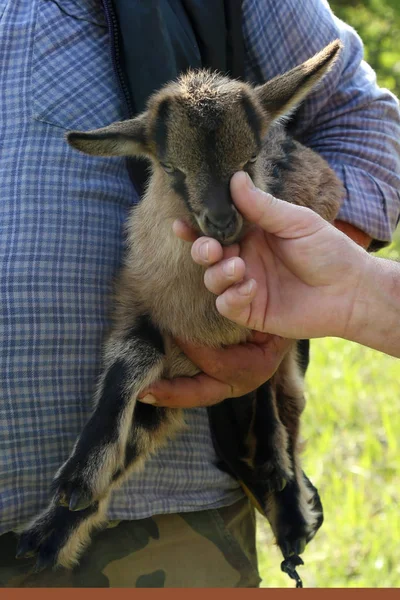 Une Chèvre Dans Les Mains Berger — Photo