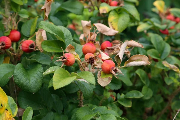 Barcos Rosas Ramas Árboles — Foto de Stock