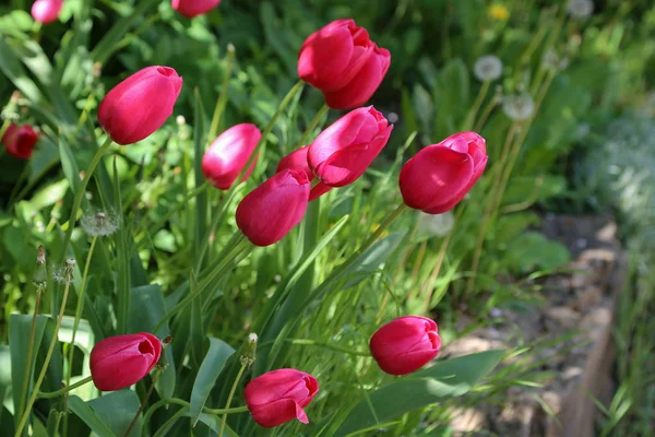 Tulpen Met Groen Gras Buitenshuis — Stockfoto