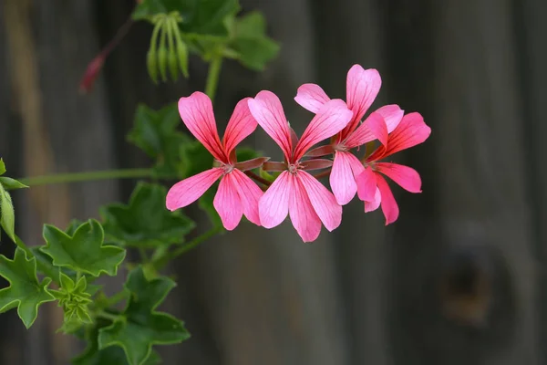 Enfoque Selectivo Flores Rosadas Sobre Fondo Borroso —  Fotos de Stock