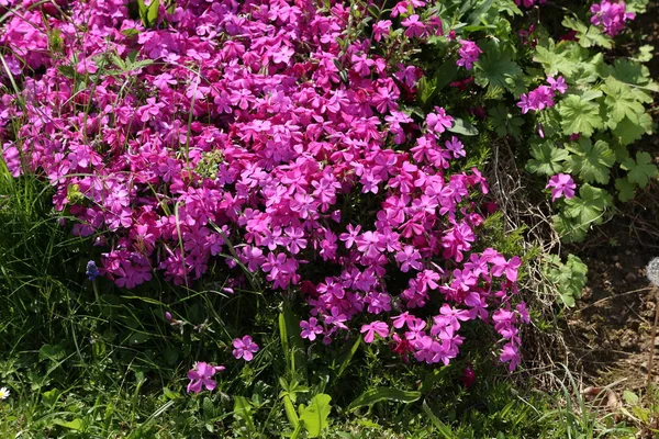 Pink Szép Virágok Közelről Kép — Stock Fotó