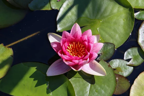 Nymhea 花水の緑の葉の中での選択と集中 — ストック写真