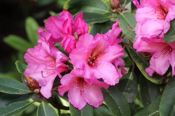 Close Image Flowers Branches — Stock Photo, Image