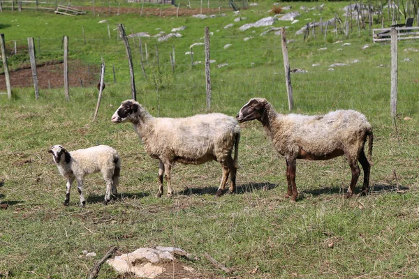 Pastoreio Ovelhas Prado Rural Verde — Fotografia de Stock