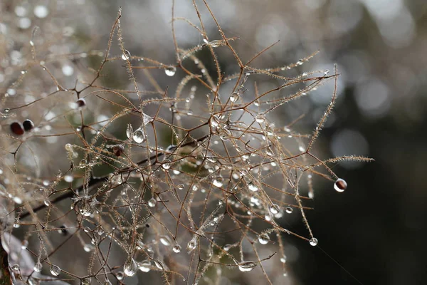 Dewdrop Grama Pendurado Dewdrops — Fotografia de Stock