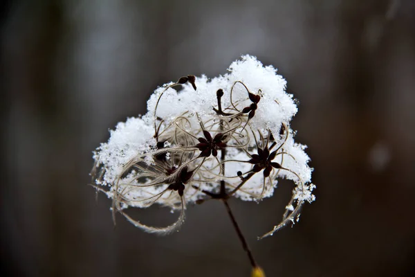 Flores Brancas Florescendo Livre Conceito Floral — Fotografia de Stock