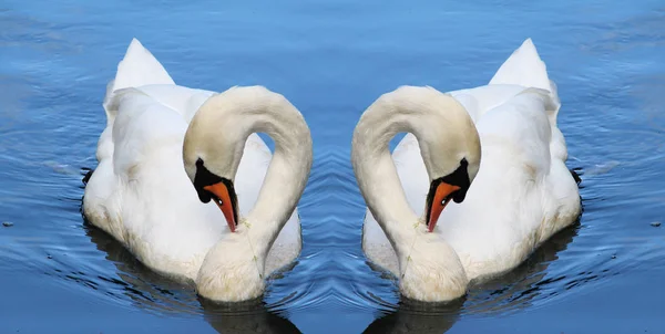 Beautiful White Swan Water — Stock Photo, Image