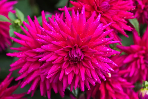 Ροζ Όμορφα Λουλούδια Κοντινό Εικόνα — Φωτογραφία Αρχείου