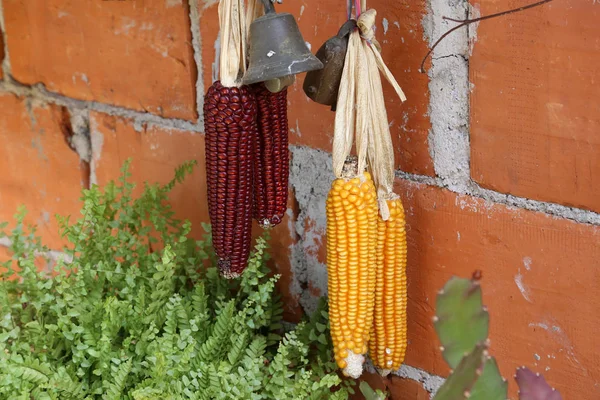 Red Yellow Corns Drying Outdoors — Stock Photo, Image