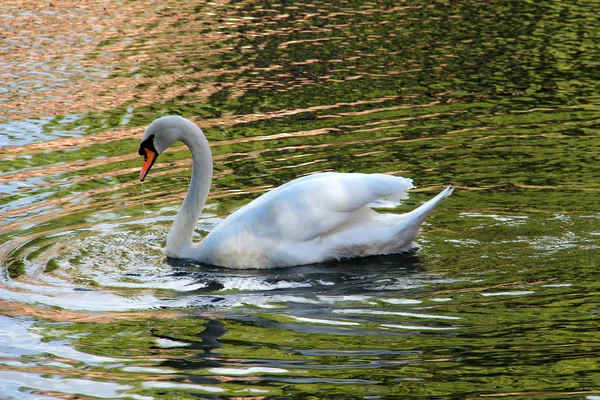 Bellissimo Cigno Bianco Sull Acqua — Foto Stock