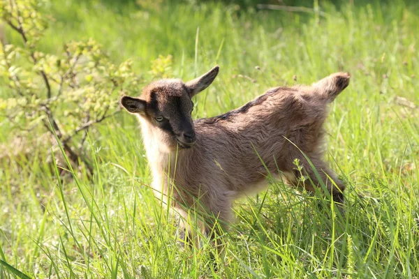 Chèvre Debout Dans Prairie Rurale — Photo