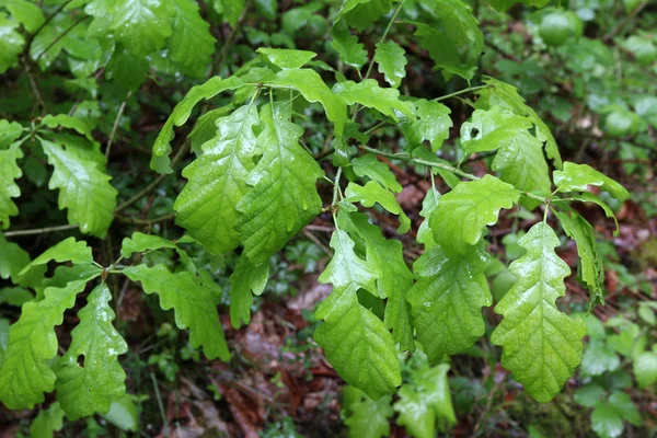 Feuillage Vert Dans Forêt Jardin — Photo