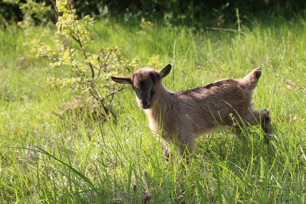 Chèvre Debout Dans Prairie Rurale — Photo