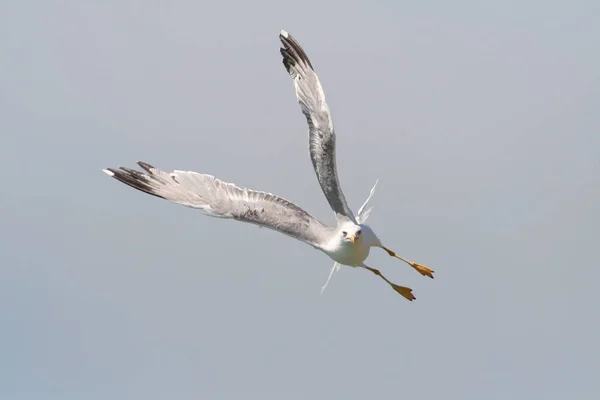 The seagull flies towards the photographer / Adriatic Sea