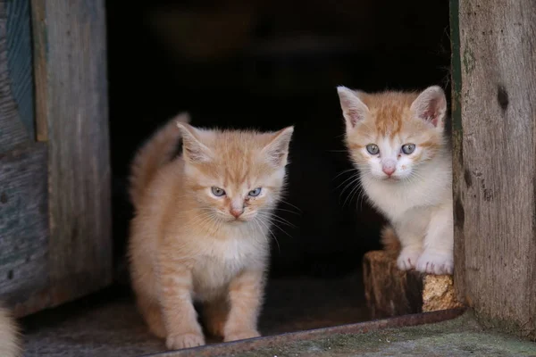 거리에 오렌지 고양이 — 스톡 사진