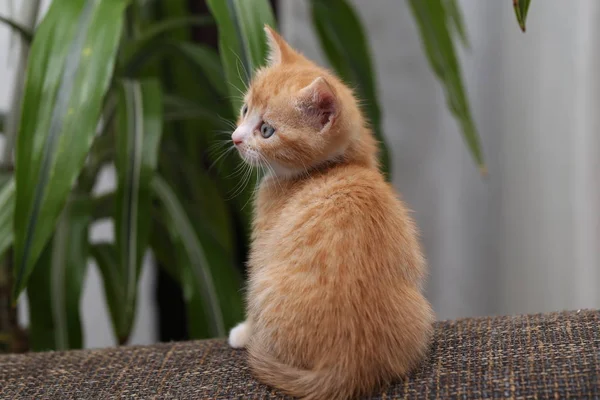 근처에 귀여운 고양이 — 스톡 사진