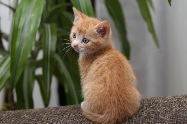 在盆栽附近的沙发上的生姜小猫 — 图库照片