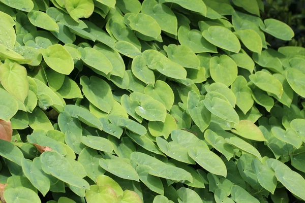 Full Frame Image Green Leaves Background — Stock Photo, Image