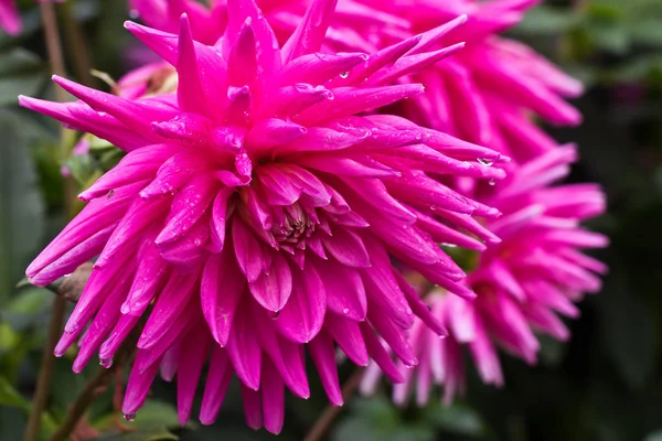 Bunga Bunga Merah Muda Yang Indah Menutup Gambar — Stok Foto