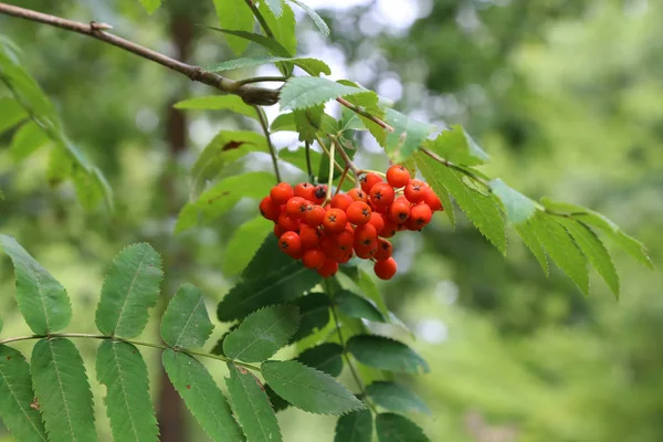 Närbild Bild Rönnbär Grenar Med Gröna Blad — Stockfoto