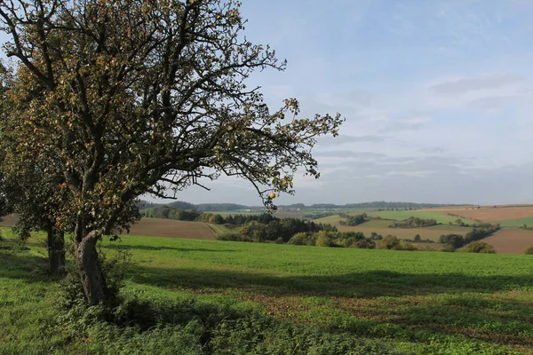 Escena Rural Con Árboles Campo Bajo Cielo —  Fotos de Stock