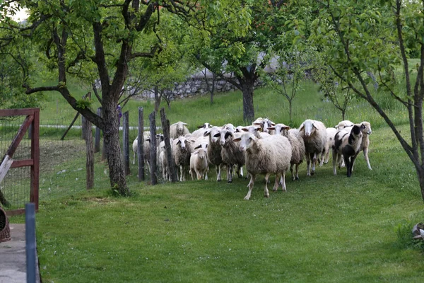 Zwierzęta Owiec Kóz Wypasu Pastwiskach — Zdjęcie stockowe