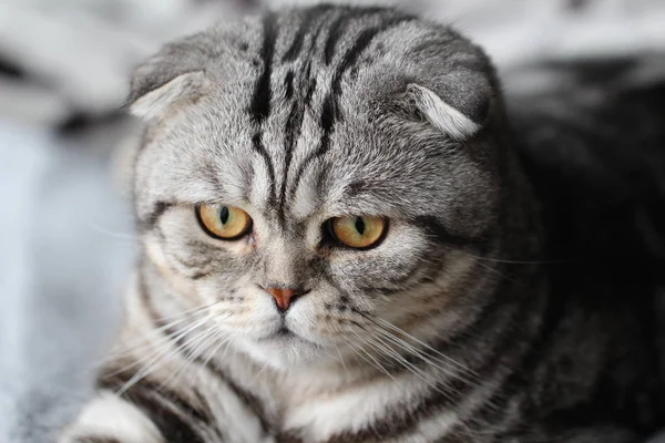 Tabby Britânico Gato Shorthair Fundo Borrado — Fotografia de Stock