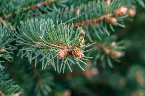 Green pine branch in the coniferous forest — Stock Photo, Image