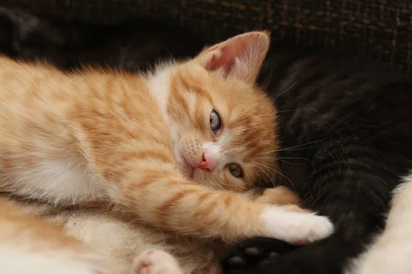 Little Kitten Lying Black Kitten Couch — Stock Photo, Image