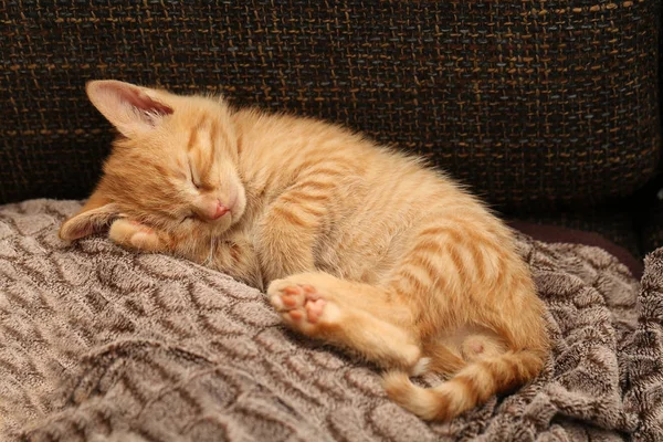 Sommeil Adorable Gingembre Chaton Sur Couverture — Photo