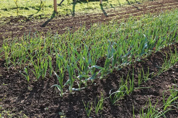 Close Beeld Van Groene Planten Landelijk Gebied — Stockfoto