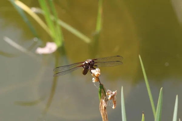 Libellule Libellule Assis Sur Brin Herbe — Photo