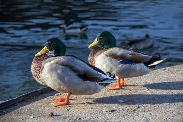 Ducks River Ducks Swim Lake — ストック写真