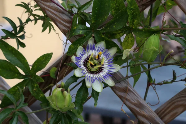 Purple Fresh Flowers Outdoors — Stok Foto