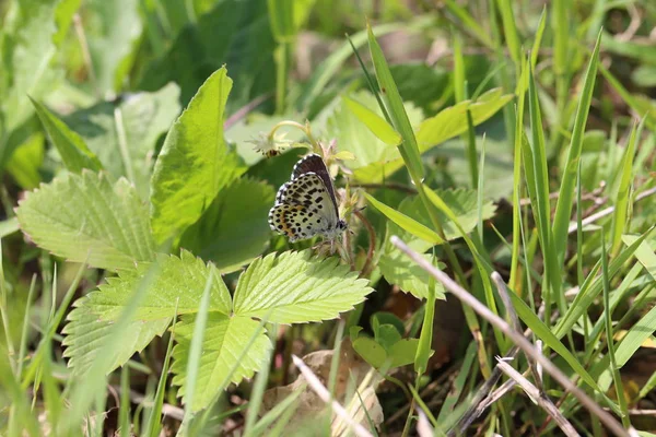 Mooie Vlinder Drinkt Nectar Van Een Bloem — Stockfoto